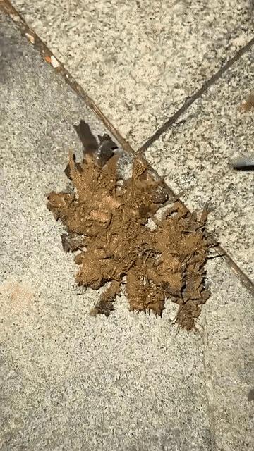 晚饭散到街口时，金华一位市民猛地停住：水泥地上趴着个怪坨，像张着触角的“八爪”，