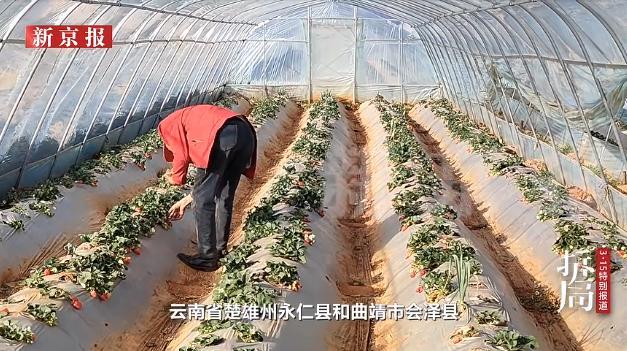 太可怕了！没想到你吃的网红冻干草莓，可能是重金属超标、农药超标的“毒零食”，想查