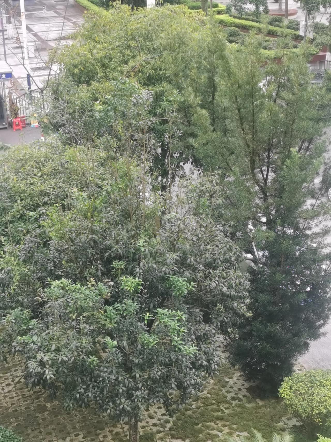 #上联：雨打梅花品香茗，如何对下联#月照丹桂赏月饼