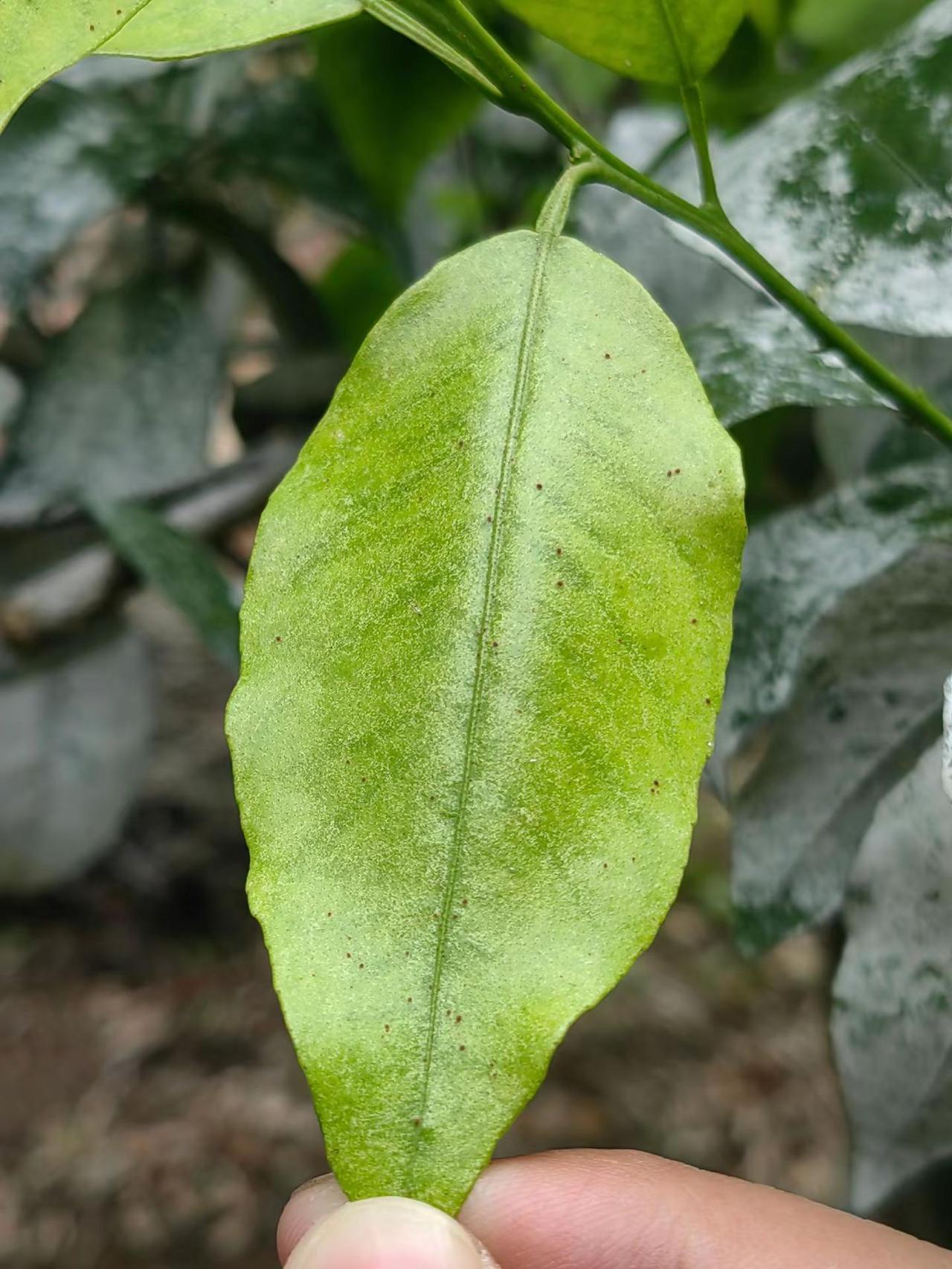 看到这个红蜘蛛都头皮麻烦，好像喷白的都看不到，这是啥情况？？有没有高手专治红蜘蛛