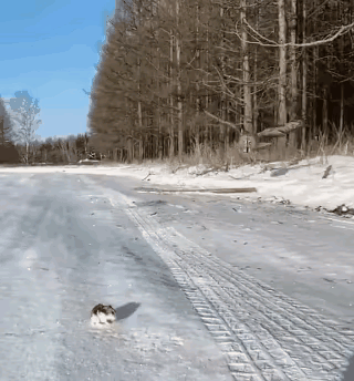 猫头鹰巨大的压迫感从天而降，窒息了小仓鼠逃命的本能，束手就擒。