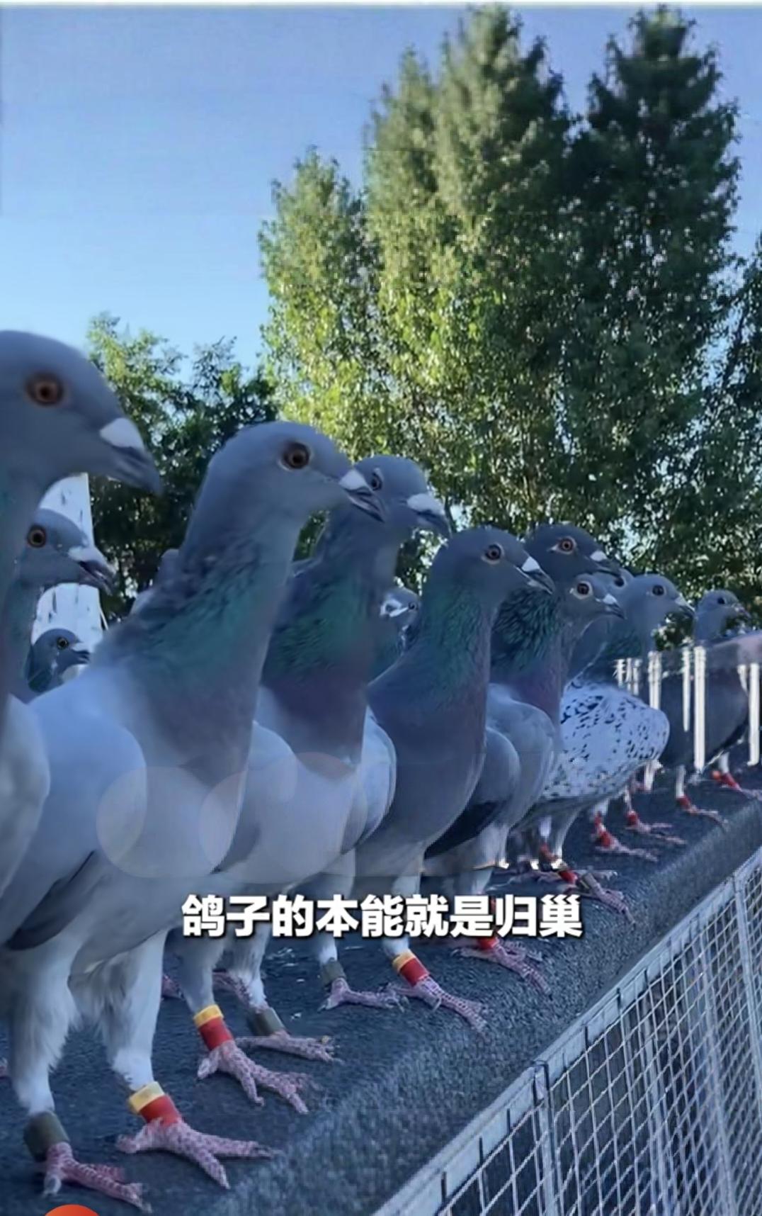 大娘家的兵鸽从外面飞回来后，一直都是雄赳赳，
气昂昂的样子站在那里，
一般不吃东