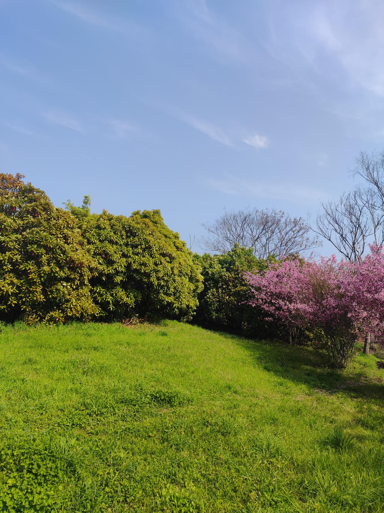 今天是我回老家第六天了！
阳光明媚，春分拂面！
信步在小区周边走走！
只见路边河
