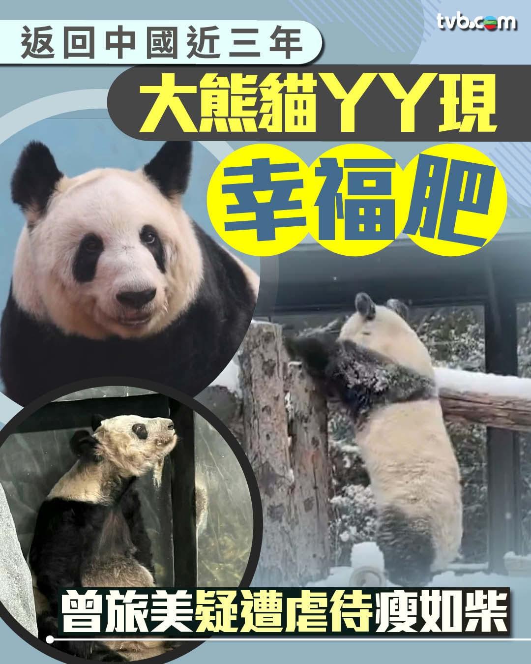 大熊猫丫丫归国3年现「幸福肥」
曾旅美疑遭虐待瘦如柴

北京动物园近日上载25岁