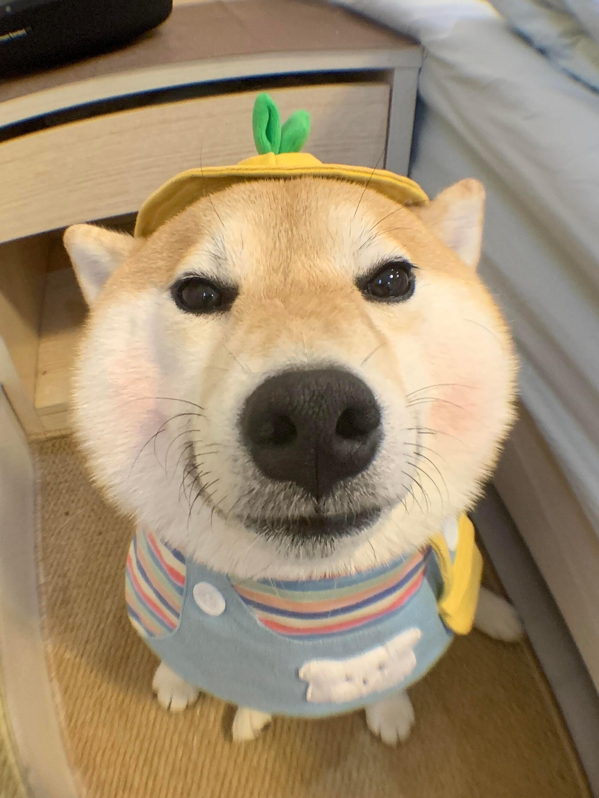 谁家小柴这么可爱啊～ 