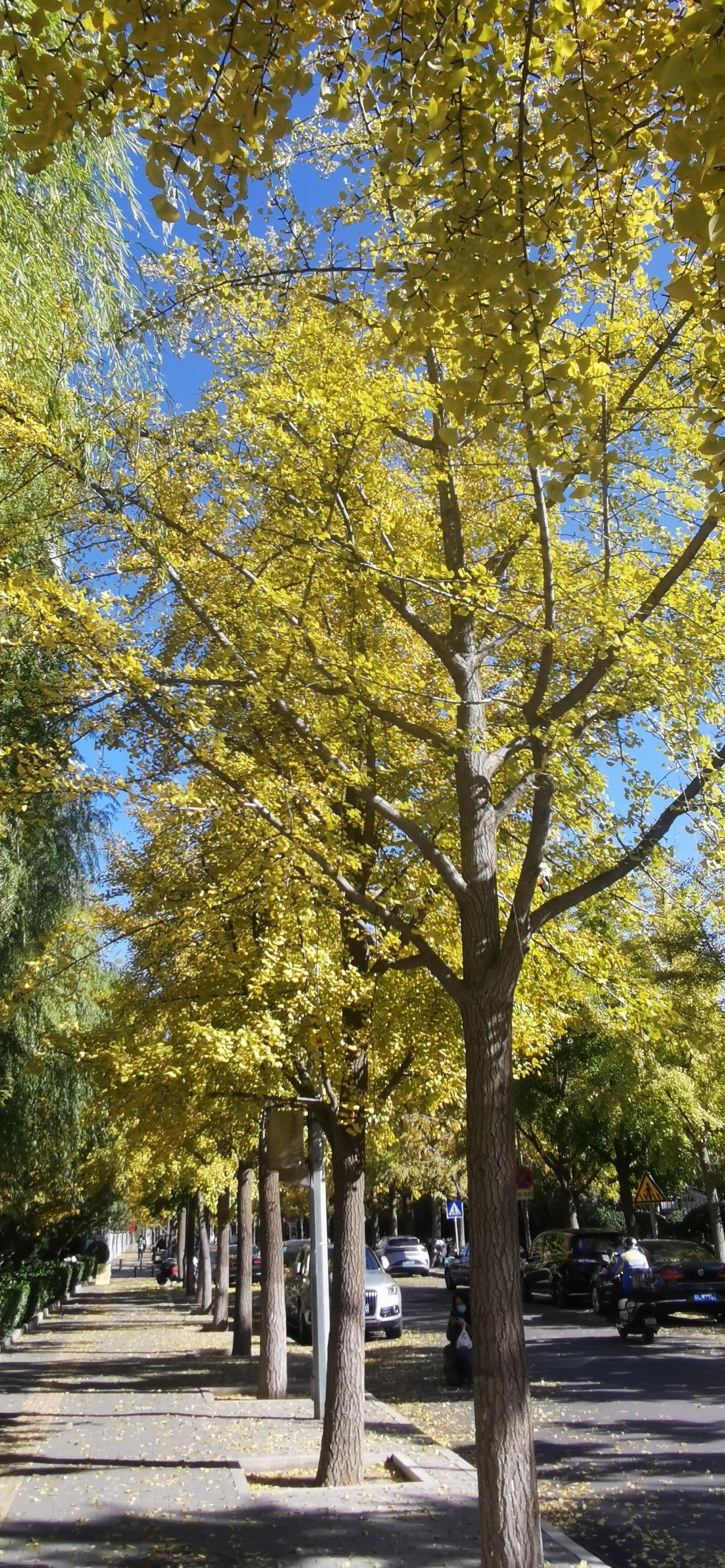 北京的秋天 ​​​