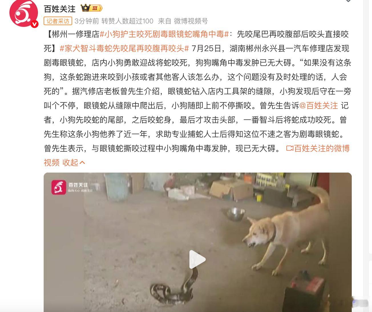 让猫犬去伤害国家保护动物，还能被官方媒体美化成忠心护家。 