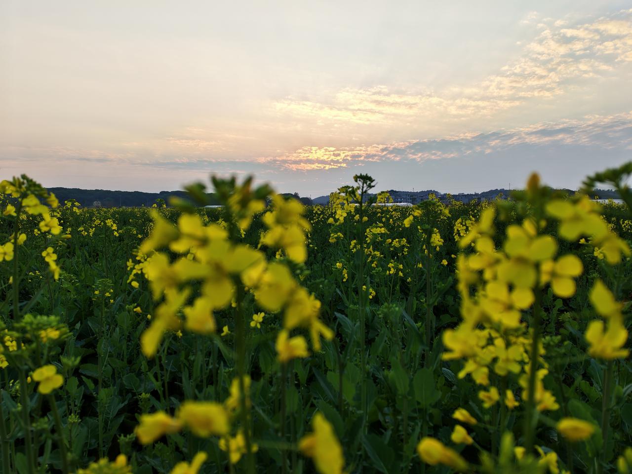 分享一下你随手拍下的照片