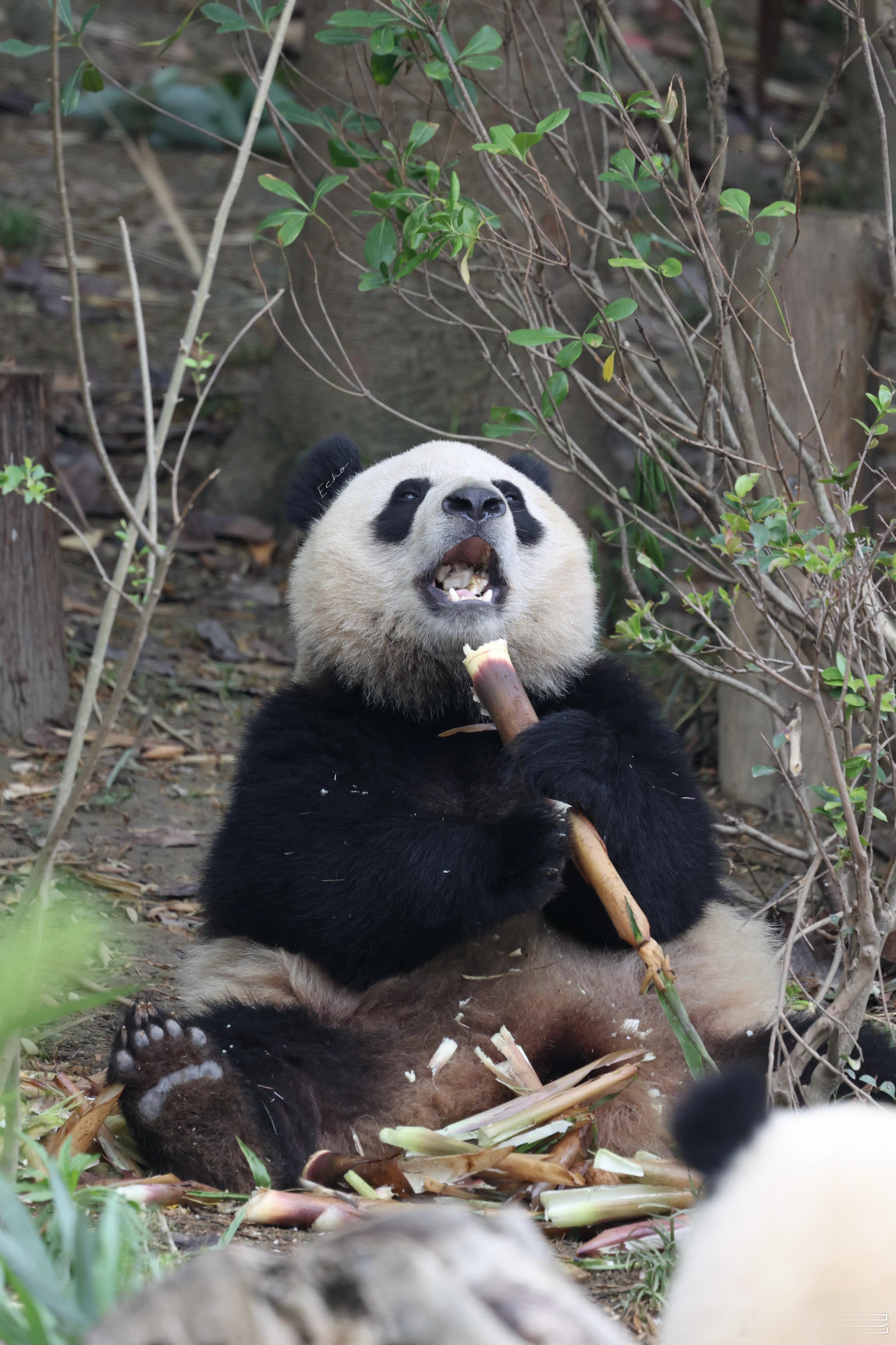大熊猫润泽润洋  美洋洋 成都·成都大熊猫繁育研究基地