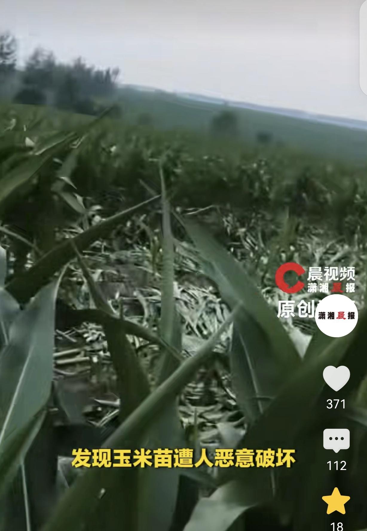 “作孽呀！”黑龙江庆安，一女子起早贪黑种了23亩玉米，不料却一夜之间，全部被人齐
