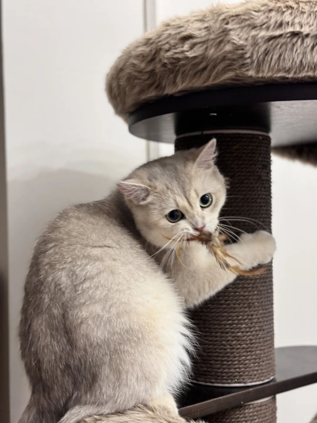 可可爱爱小猫咪