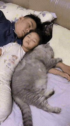 猫咪耍赖太可爱啦