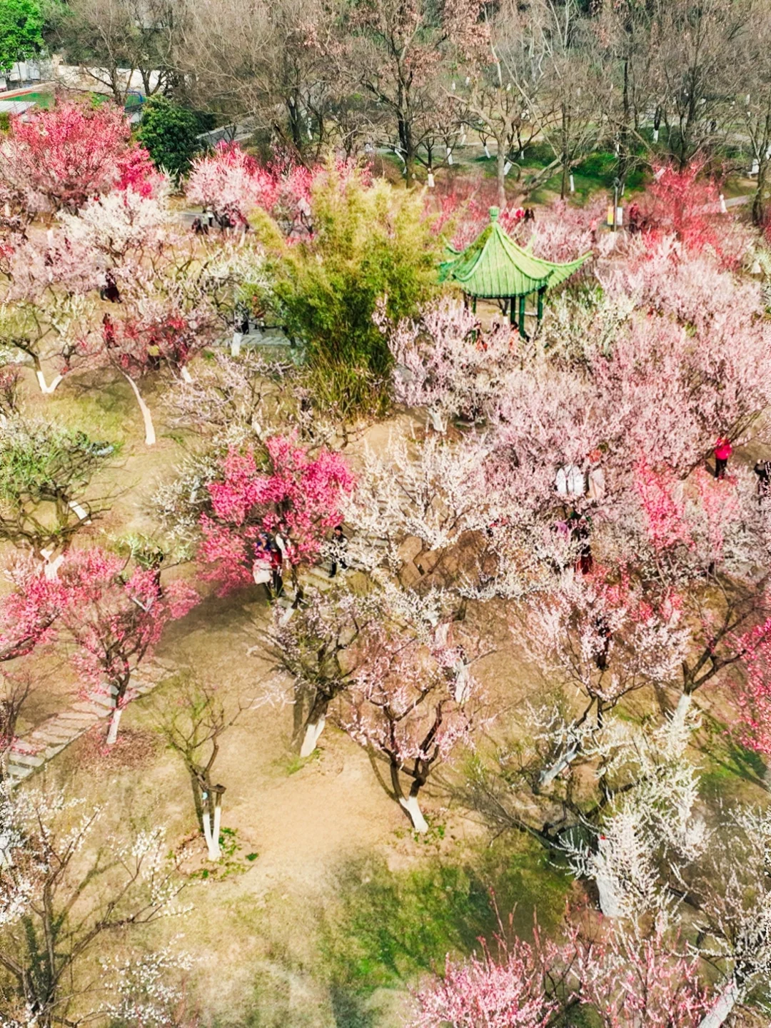 教科书梅花拍摄地！青山公园美到破防