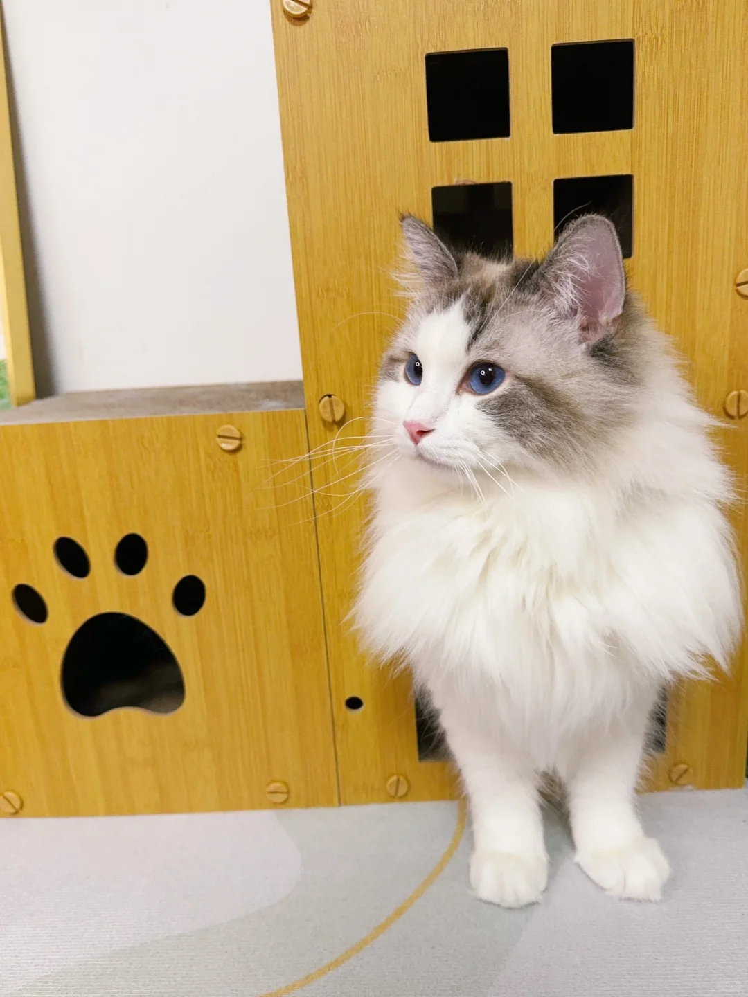 愿每只猫猫都不再挨饿