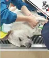 台州宠物狗烘干2小时死亡：1万元赔偿堵不住的，是对生命的漠视
 
“它才1岁，上