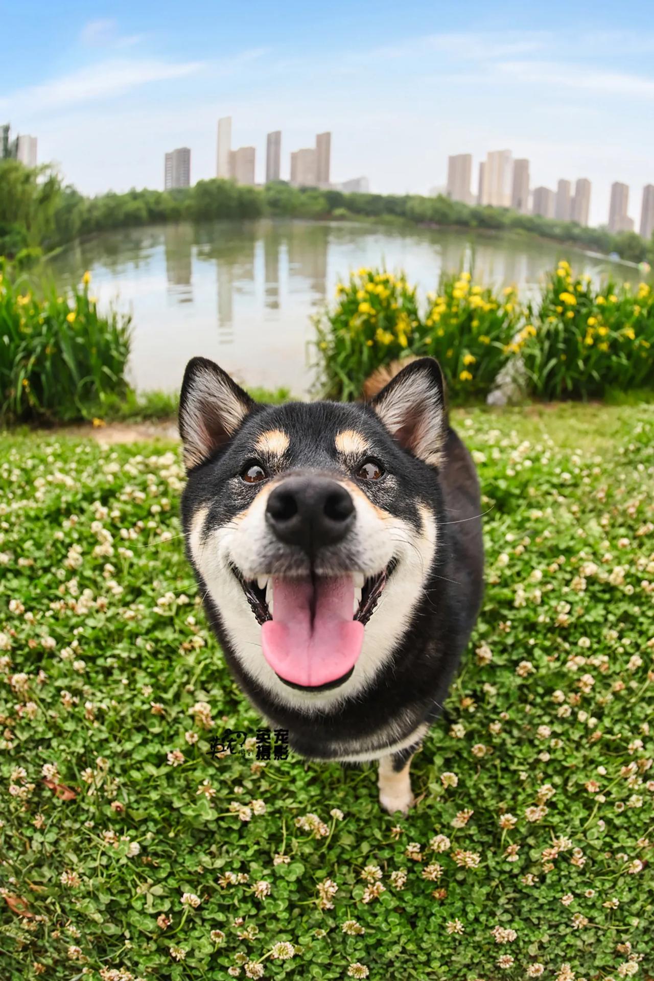 这是哪里来的小柴柴，竟然这么可爱🤩
【西安拍摄】