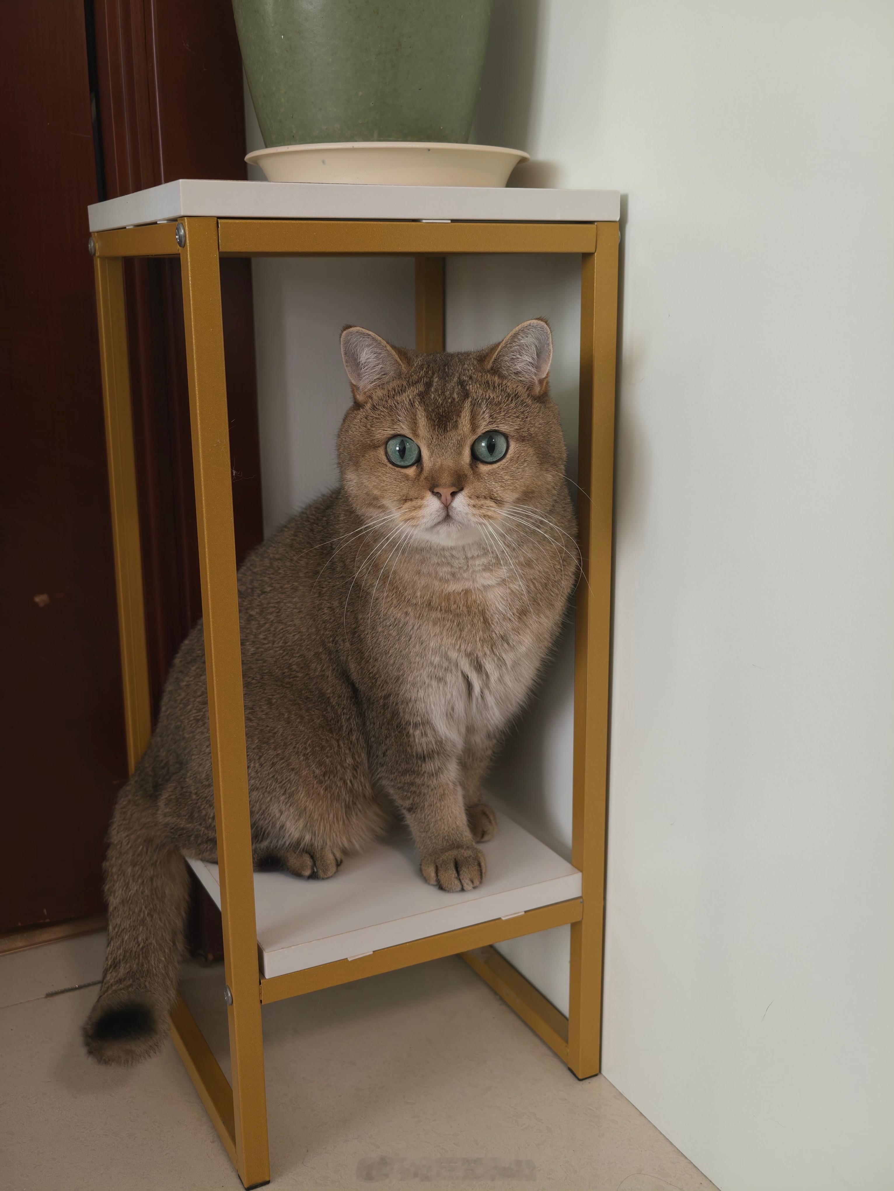 小猫的专属宝座🐱​​​