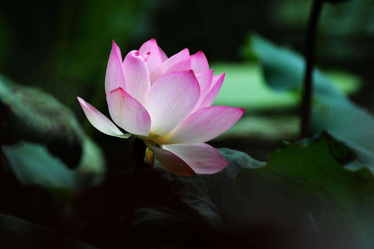 等鸟之余，顺便拍拍荷花（原创）
2026.06.26摄于广州黄埔区东苑公园分享夏