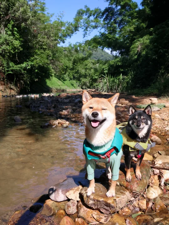 叕叕来玩水啦🦆又和鸭鸭一起游泳