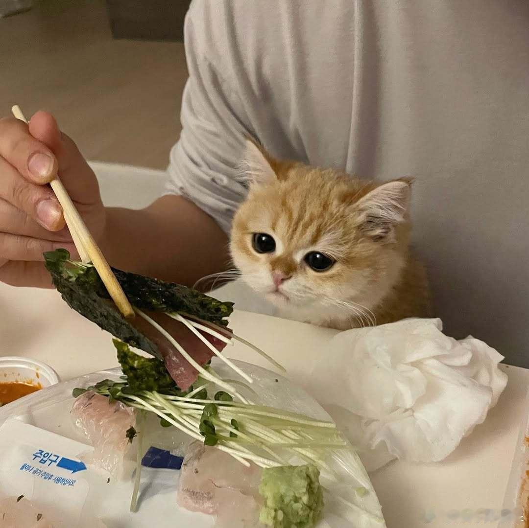 小馋猫😋🐟cr：hongcha_83 ​​​