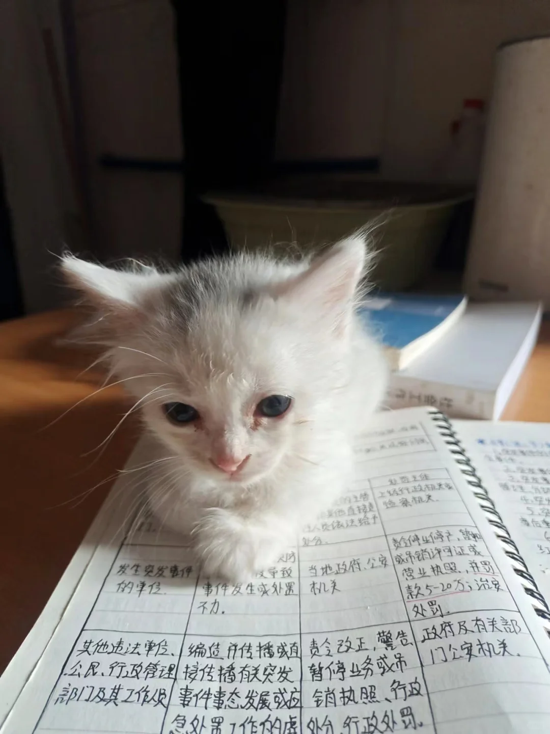 可耐可耐的小奶猫广州找领养