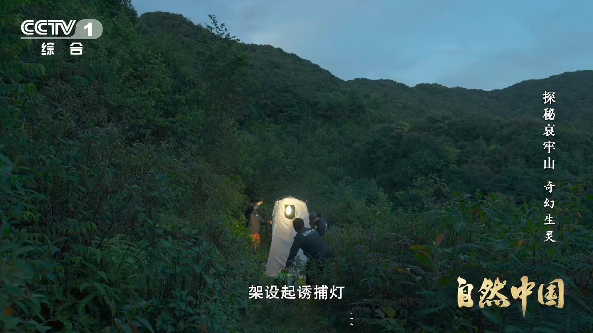 云南哀牢山这种蛾子一碰就叫这种天蛾出场自带BGM 大自然的智慧藏在细节里，哀牢山