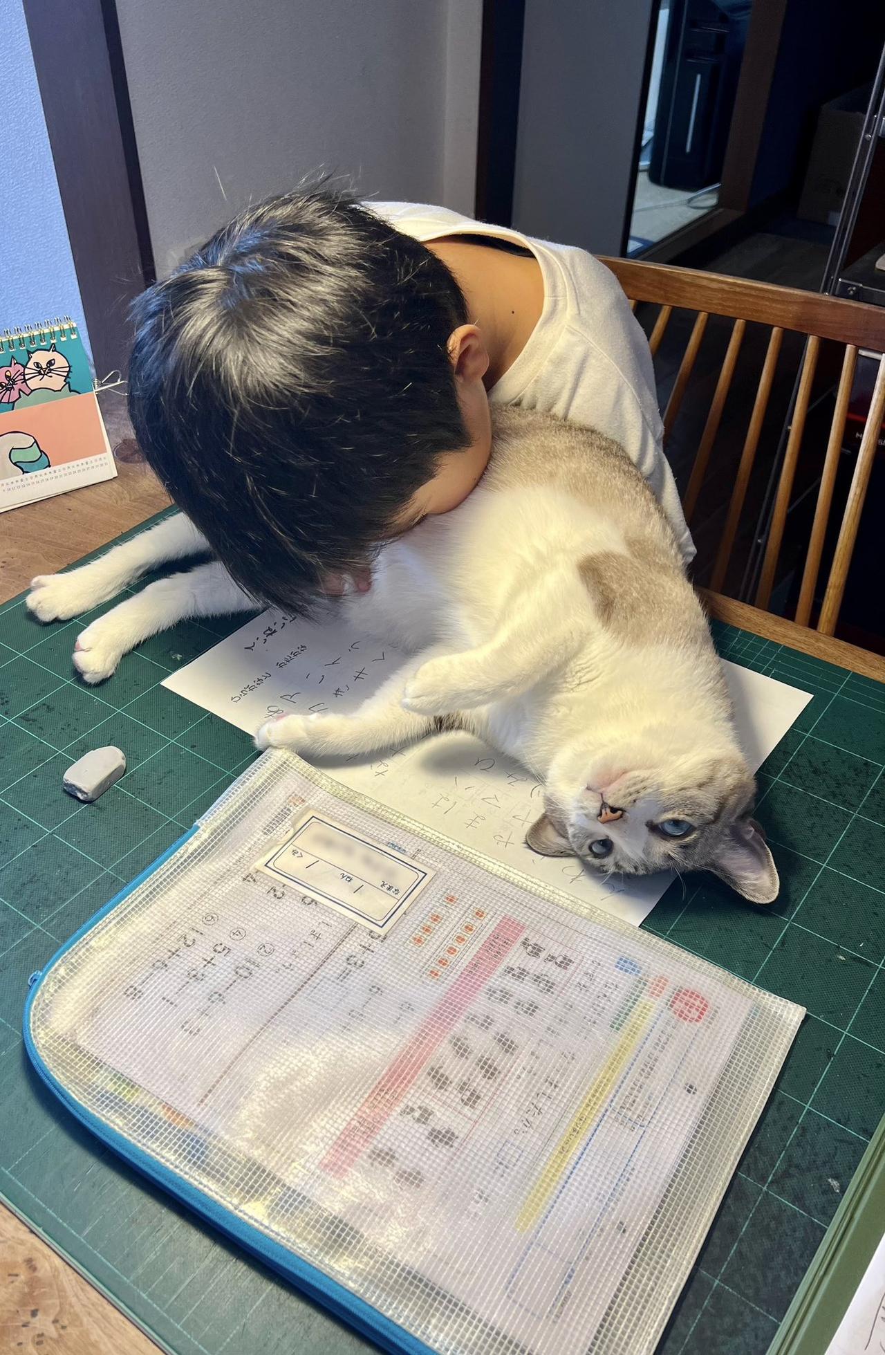 送上门的猫咪肯定要吸好吸满。日本一名女猫奴近日拍下一张非常可爱的照片，这天她在厨