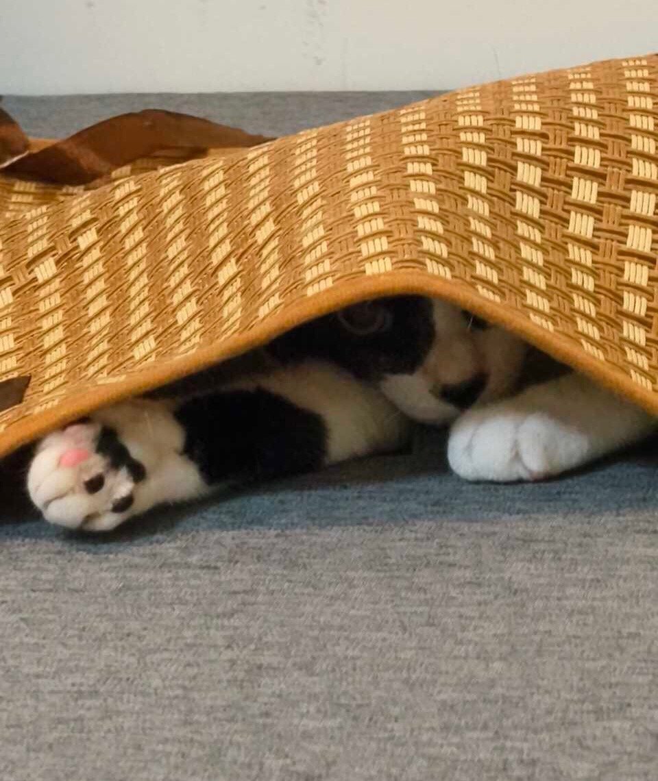 尝试在这里小坐的人，小心屁股吧。daily奶牛猫奶粉投稿