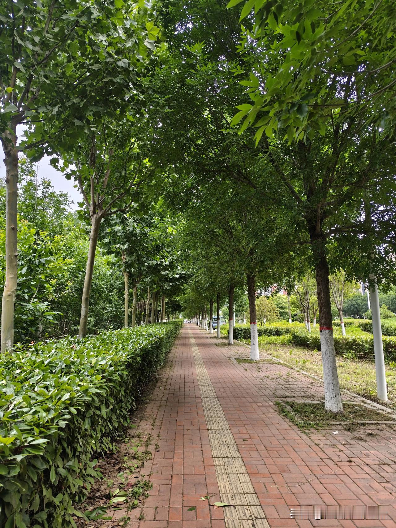 哇！塞！太漂亮了！
下吧雨，闲来逛，偶遇一簇绣球悄然盛放。粉紫花团挨挨挤挤，半开