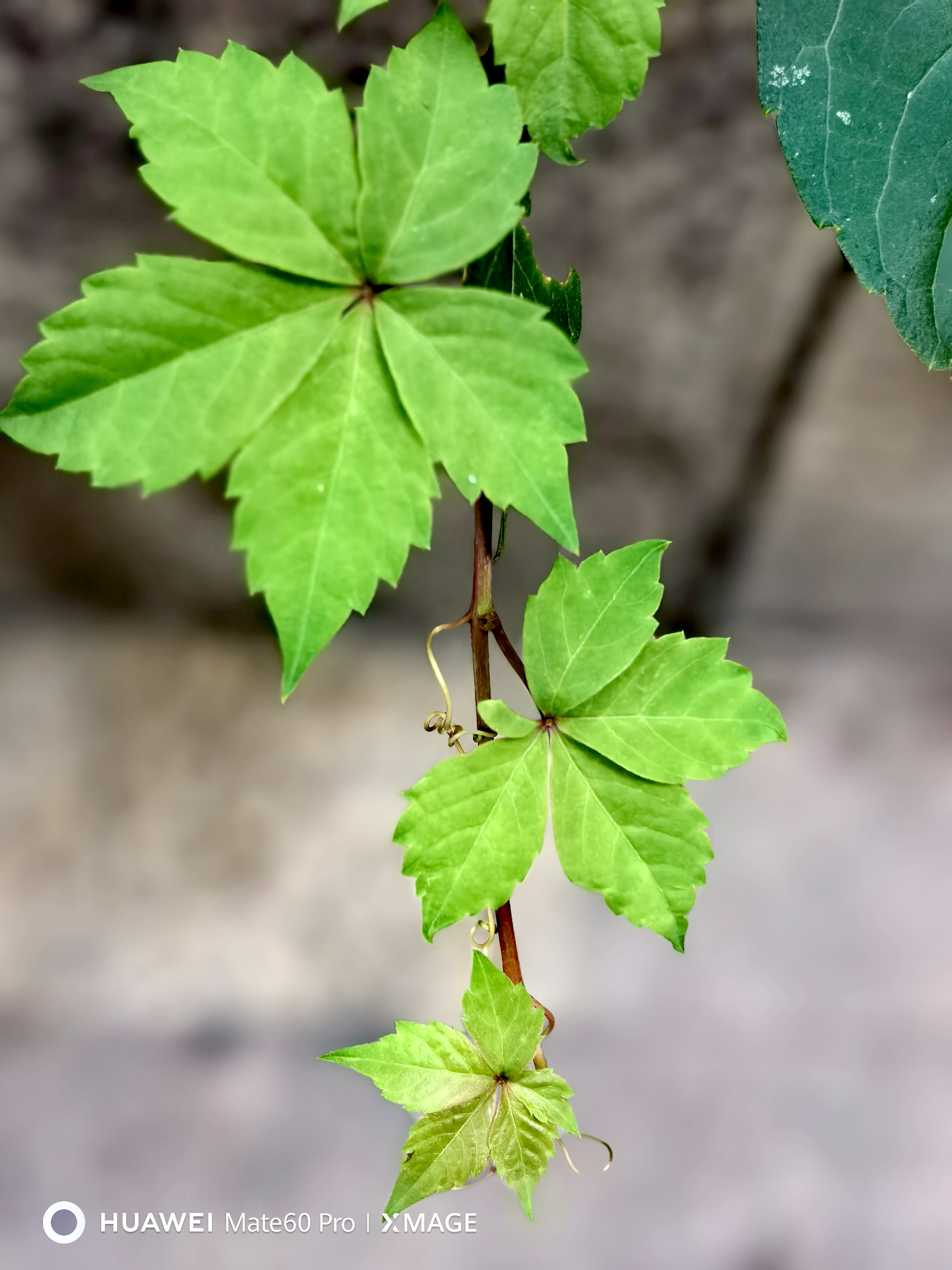 #做早饭时想# 【让制裁来的更猛烈些吧】Mate60的上市，让美国陷入了是否继续