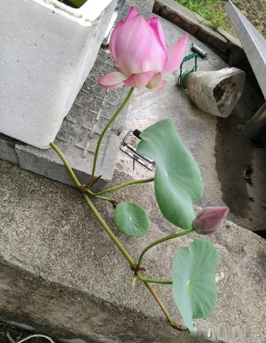 哎呦，有趣