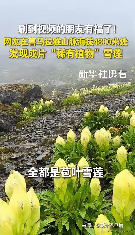 谁能想到！在海拔4800米的喜马拉雅山，一半下雪一半下雨的糟心天气里，居然藏着这