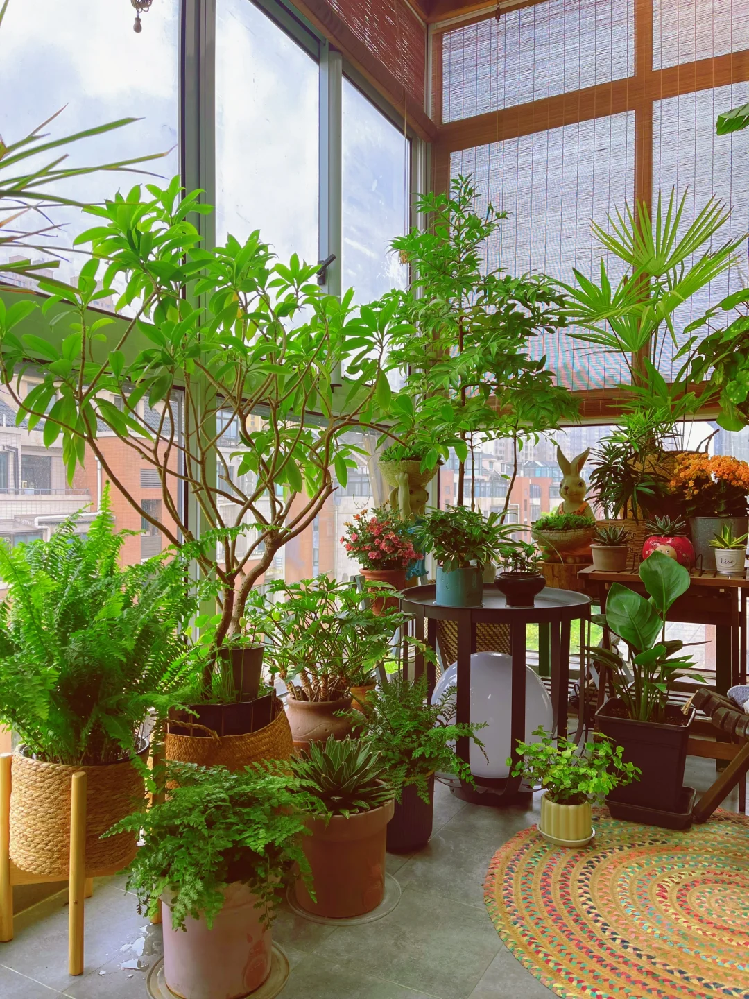 阳台植物清单｜跟我一起把“小森林”搬回家‼️