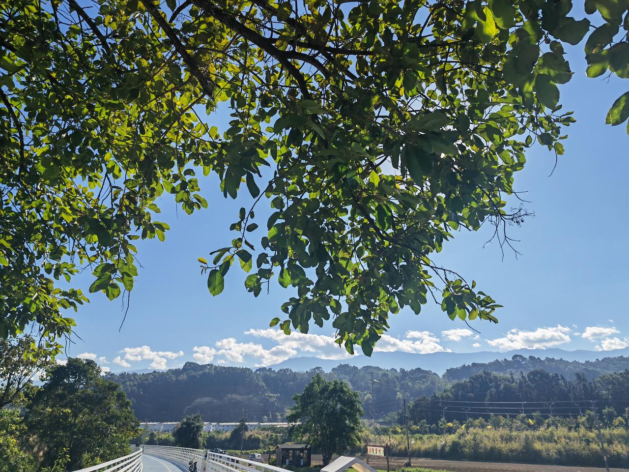 分享随手拍摄的树木和花草照片树下看远方云