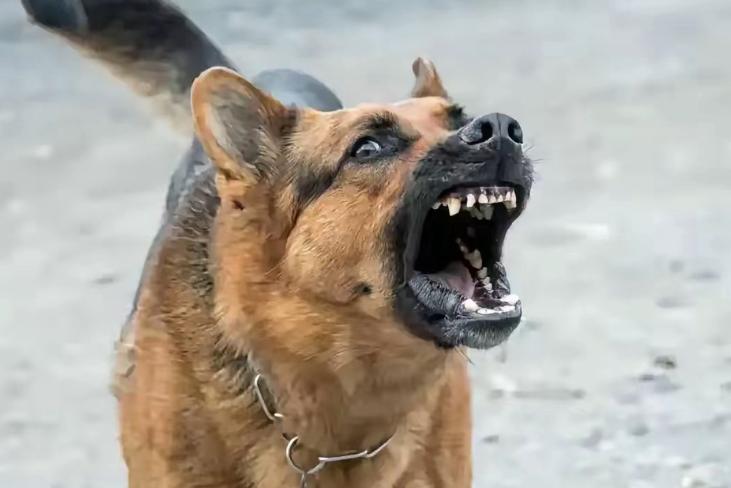 狗的哪个部位最脆弱？训狗师傅告诉你：恶犬迎面扑来时，切忌伸脚去踹，那样会让疯狗越