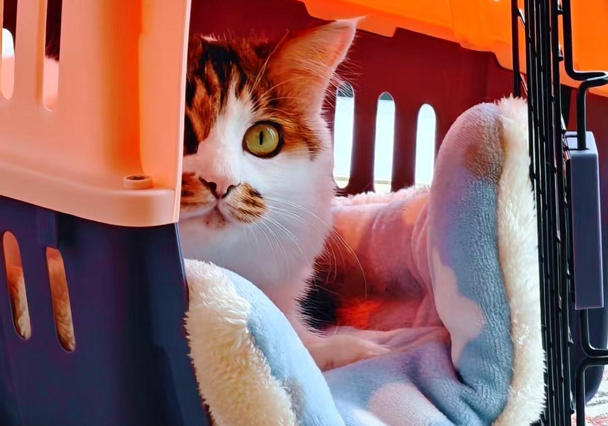 分享一张猫咪照片狗不嫌家贫，猫是不嫌窝破。我家小猫放着家里专门买来那些毛茸茸、软