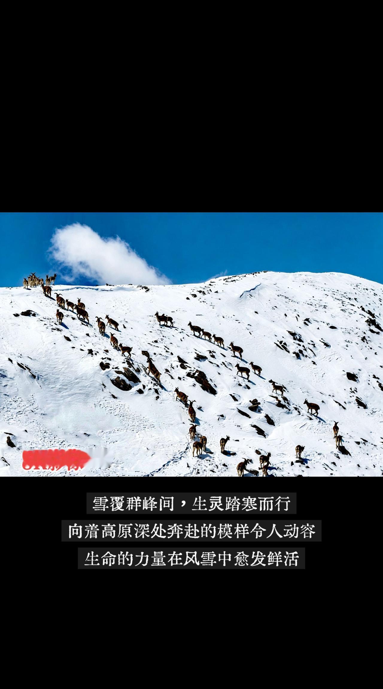 我的图片 抖音ai创作全新升级 
岩羊的奇观祁连山上的藏羊 高原生态保护