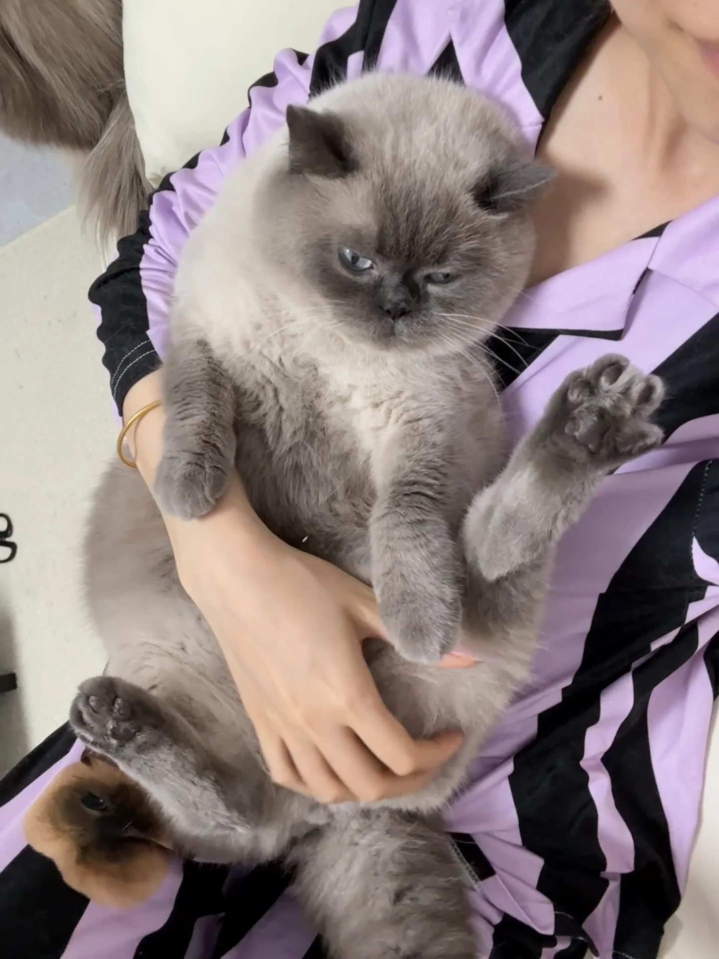 把暹罗养成猪🐷只需要一步！