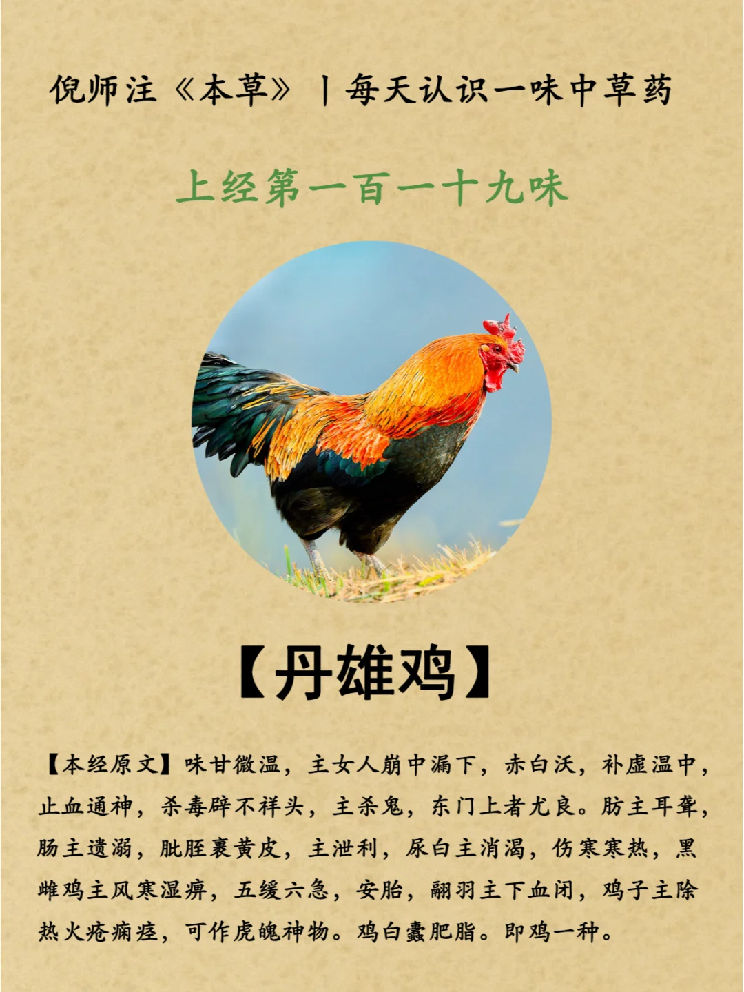 补虚温中丨上经第119丹雄鸡