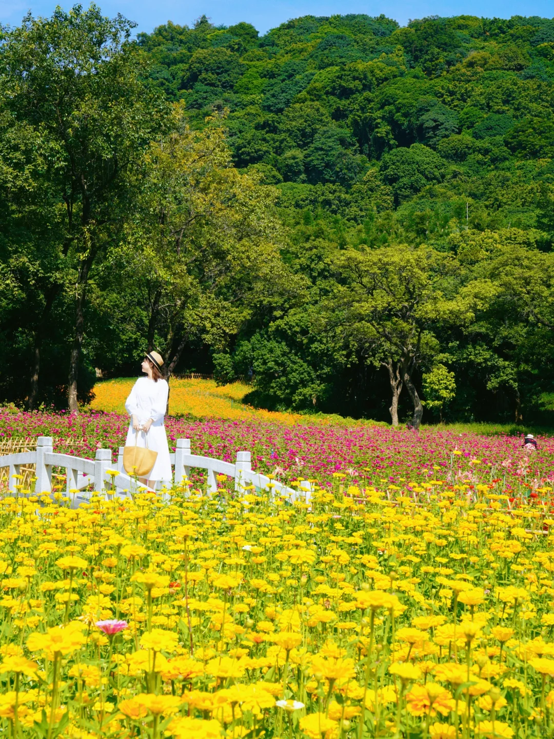 广州‼️秋日花海🌼美得好像一幅画…