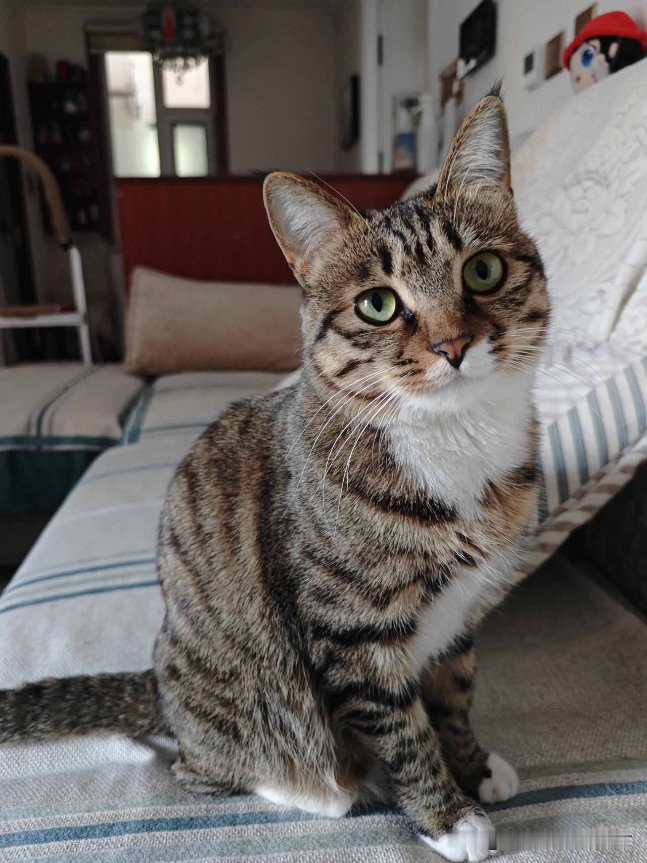 我的小猫，你有吗？[抠鼻][抠鼻][抠鼻][笑哭][笑哭]