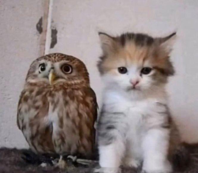 #排球少年[超话]##排球少年# 两个小可爱 ​​​