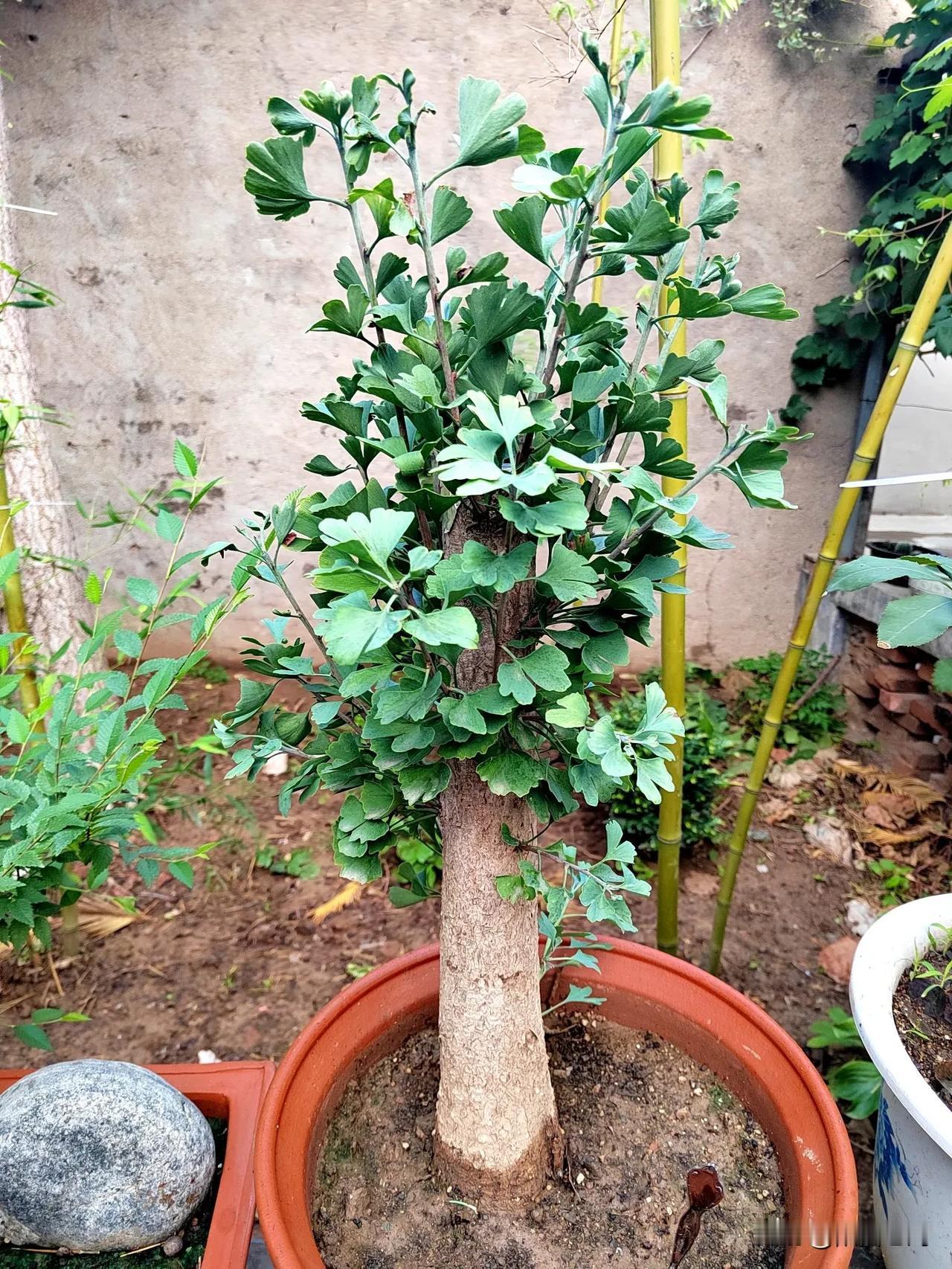 晒出你的养花智慧