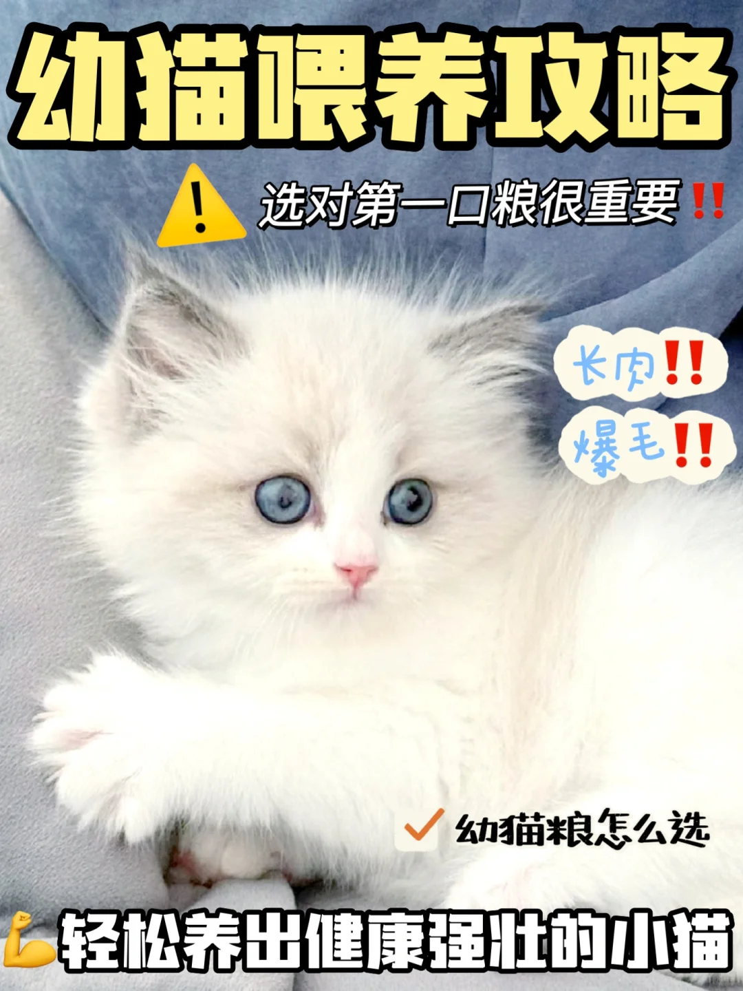 猫粮推荐幼猫｜五年资深猫奴教你如何选猫粮