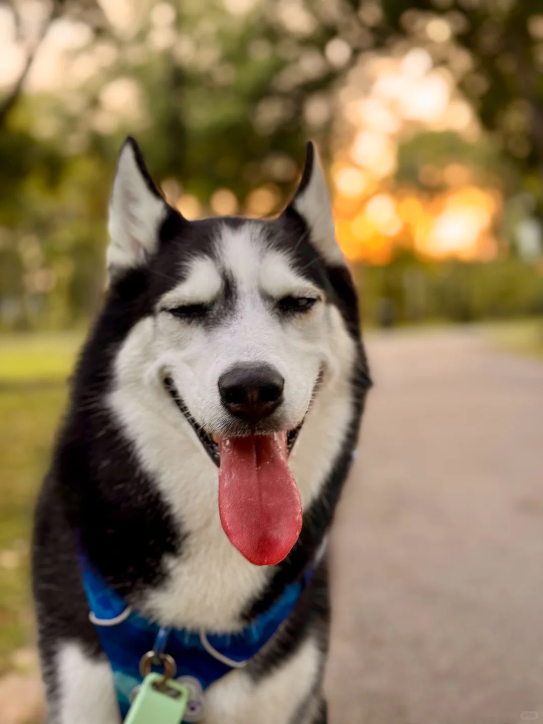 吗呀太可爱了吧 虽然小胖但美貌啊