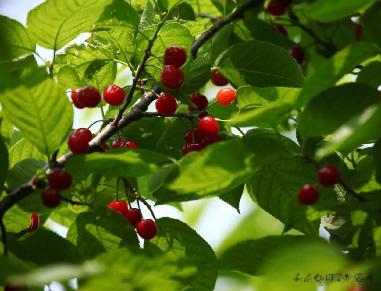 国家植物园北园（原北京植物园）樱桃沟水杉林每周六日9-10点从栈道底部喷雾，云雾