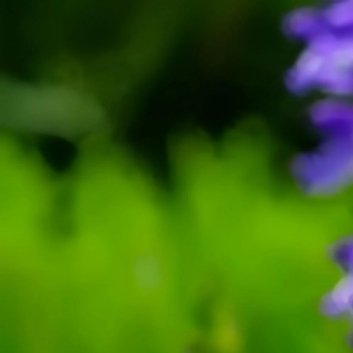 种植 🥀丹参种植方法和预防1、丹参繁殖方法分种子、分根、芦头或扦插繁殖，以芦头