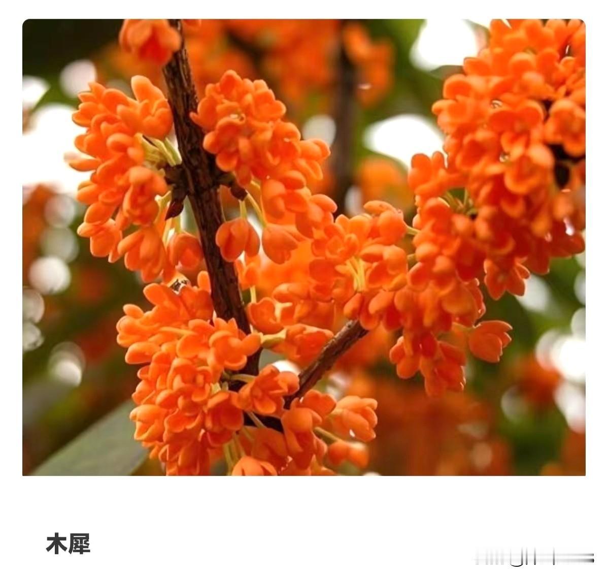 花中学霸是谁？
秋天你走在路上，最容易闻到的香味，大概就是桂花(木樨)了！桂花的