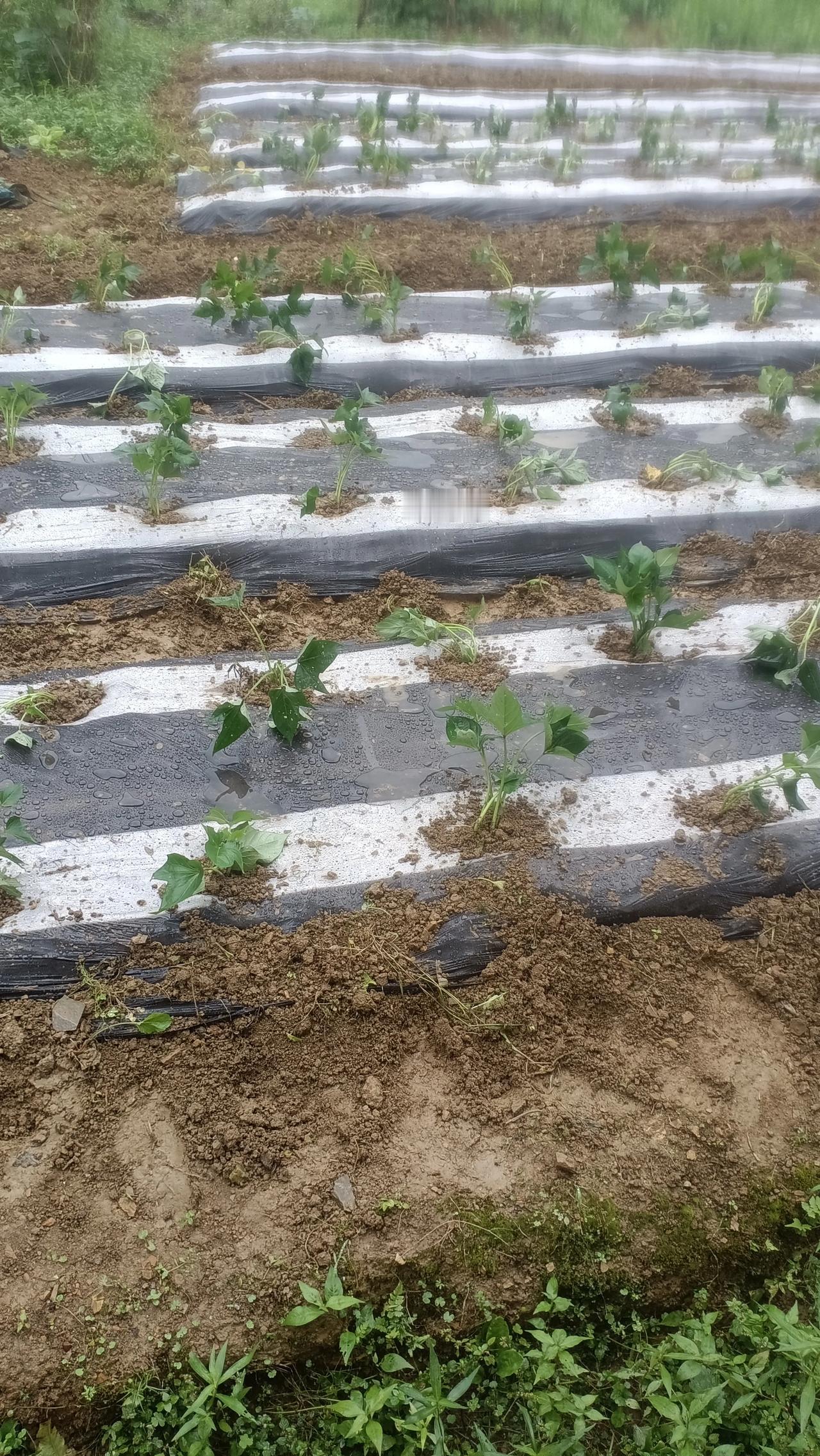 我们湖南这边，村民自己种红薯，都是露天移栽红薯苗，十几天以后，培土，追一次肥，顺