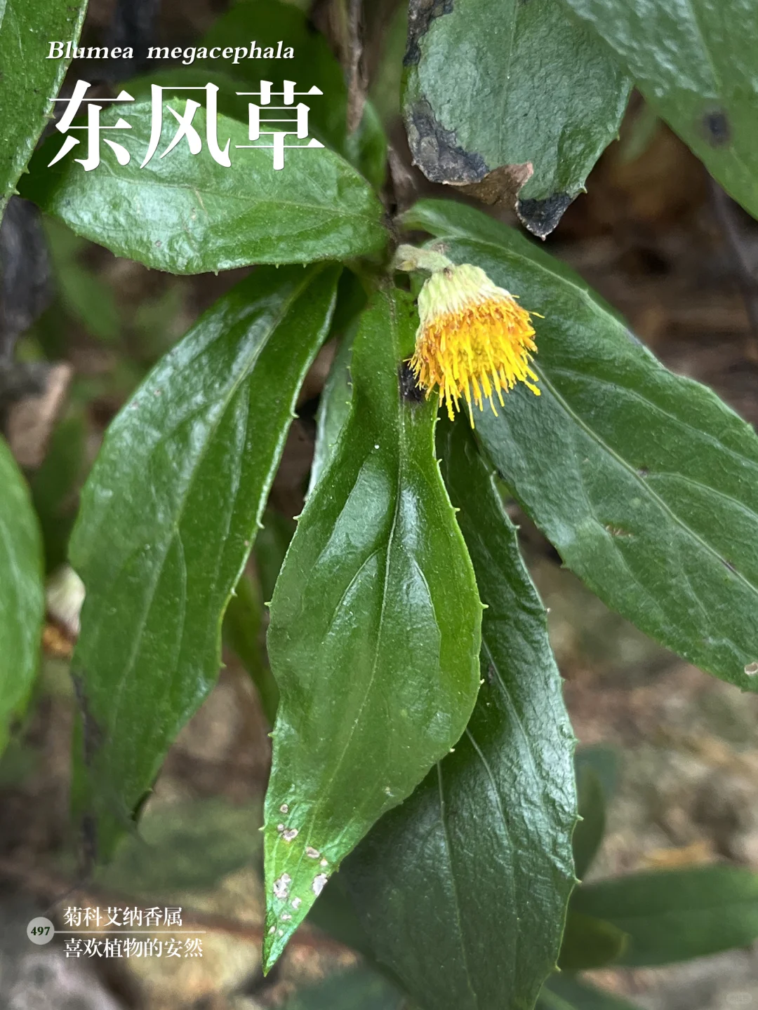 福州植物打标497｜东风草